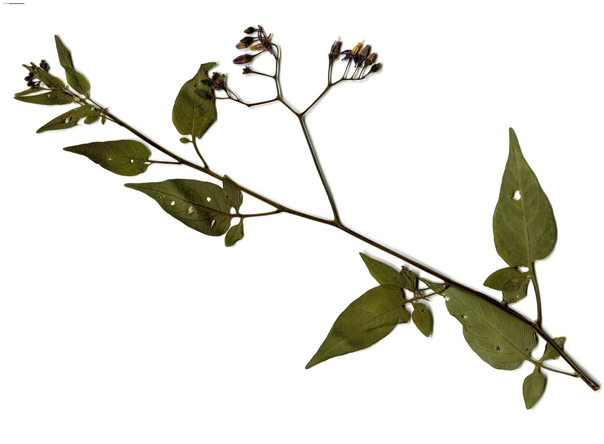 Solanum dulcamara var. dulcamara (Solanaceae)